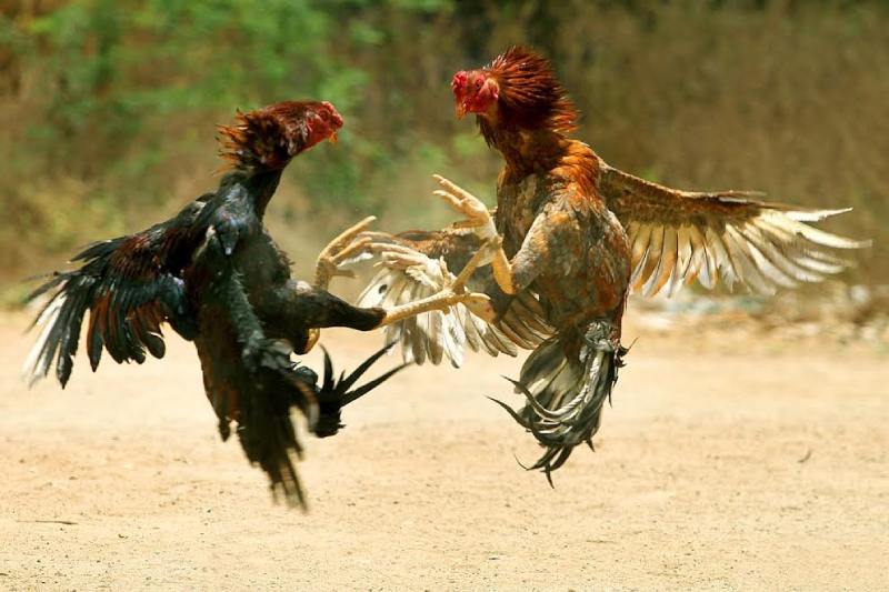 Mơ thấy gà đánh nhau