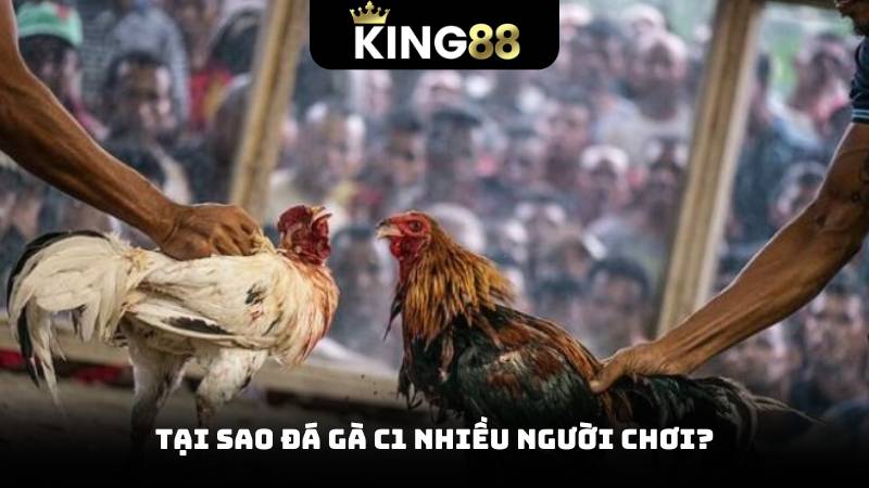 Tại sao đá gà c1 nhiều người chơi?